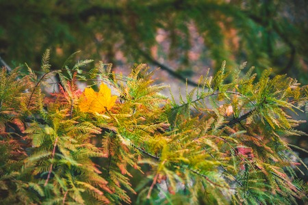 colorful trees in autumn season. autumn is comingの写真素材