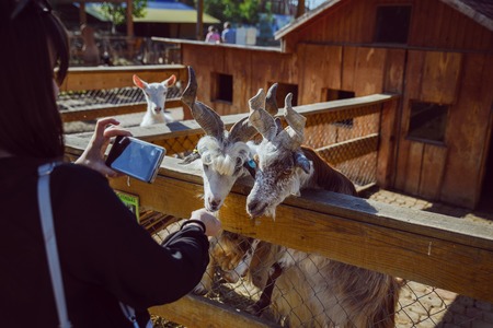 young woman feeding animals and taking picture. goat close up. zoo life. farmingの写真素材