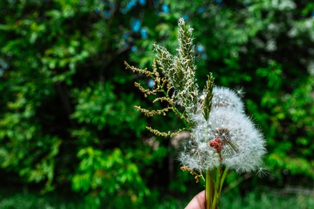 woman made bouquet of field flowers. hold it in hands. close upの写真素材