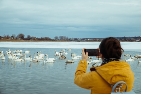 woman feed swans on frozen winter lakeの写真素材