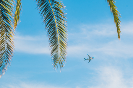 plane in sky palms leaves in front. blue skyの写真素材