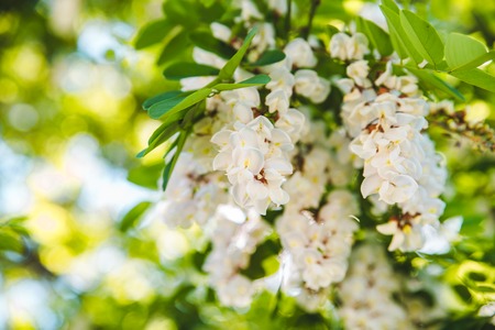 branch of blooming acacia. spring is coming