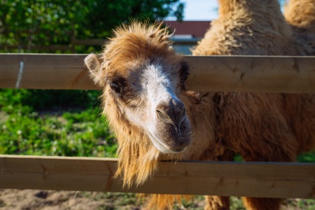 camel close up in zoo. sunny summer day