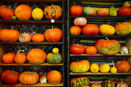 yellow pumpkins on shelf. autumnの写真素材