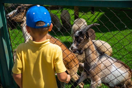 little boy feeding goats in contact zoo. summer timeの写真素材