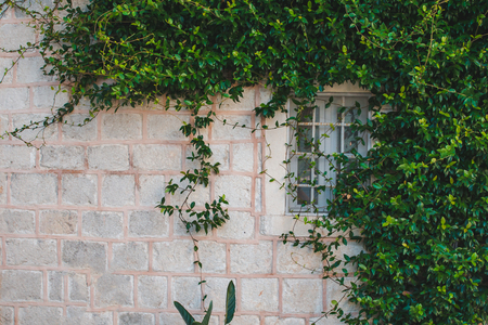 building with climber plants on gray brick wall with window. copy spaceの写真素材