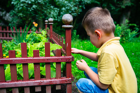 little kid playing with bugs. childhood curiosity. firebugsの写真素材