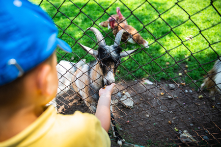 little boy feeding goats in contact zoo. summer timeの写真素材