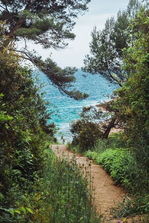 rocky sea beach view through trees. frame. backgroundの写真素材