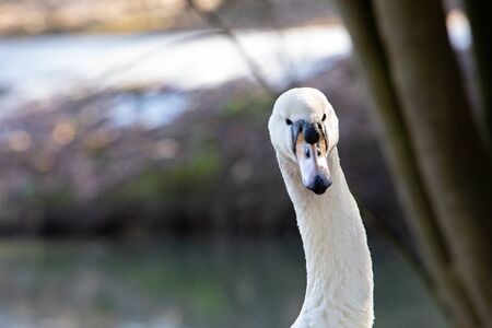 white swan portrait. wilde animals. close upの写真素材