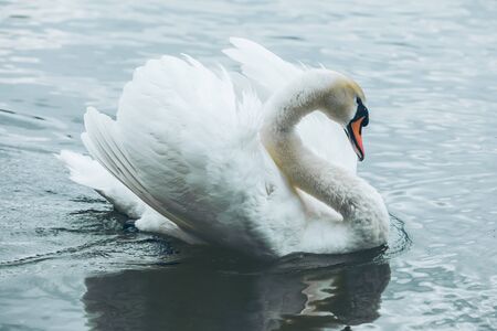 white swans in blue lake water