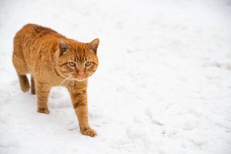 portrait of red cat close up outdoors winter seasonの写真素材