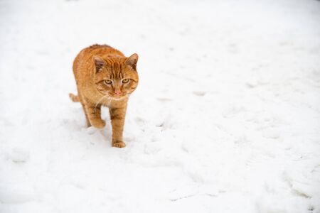 portrait of red cat close up outdoors winter seasonの写真素材