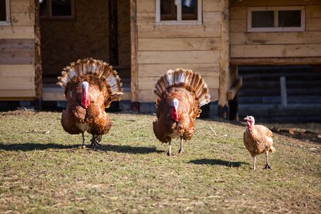 turkey birds walking at farm. sunny weather
