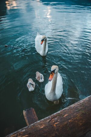 swans family in lake water close up love care