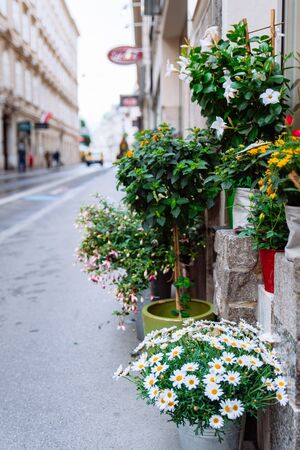flowers in pots outdoors near shop copy space spring blooming timeの写真素材