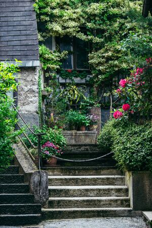 flowers in pots at back yard blooming seasonの写真素材