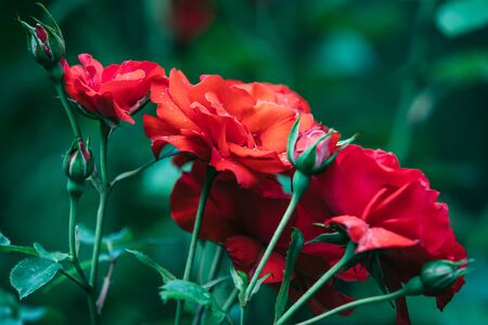 red roses bushes close up copy spaceの写真素材