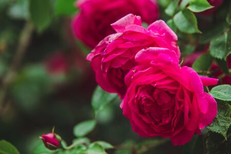 red roses bushes close up copy spaceの写真素材
