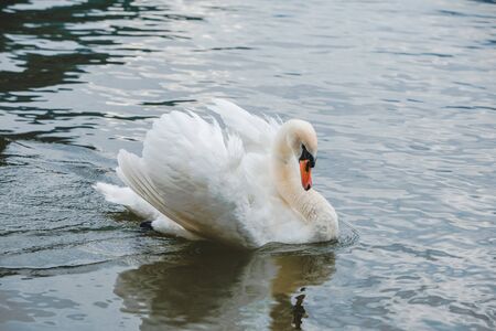 white swan swimming in blue lake waterの写真素材