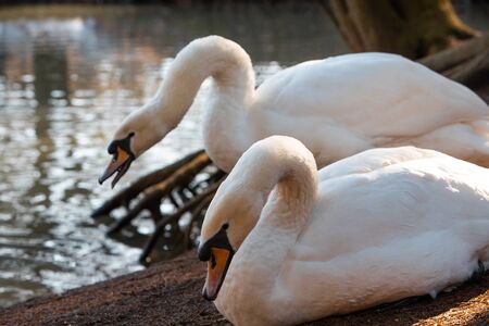two swans cleaning them selves at lakeshore. wild lifeの写真素材