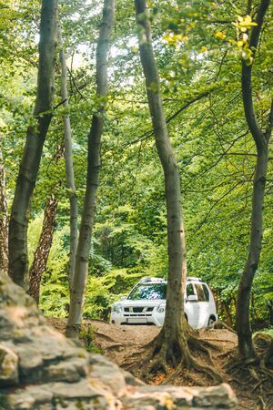 white suv car in summer forest. off road concept