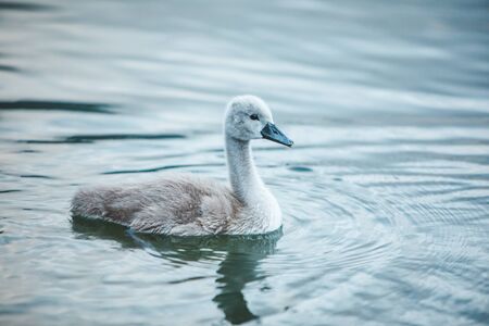 swans family in lake water close up love careの写真素材