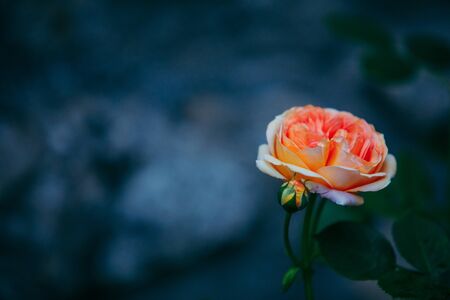 pink white flower close up blooming timeの写真素材