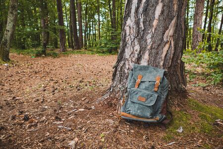 hiking backpack near tree in forest hiking conceptの写真素材
