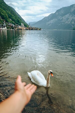 lovely couple swans at lake hallstatt city on background austria alps mountainsの写真素材
