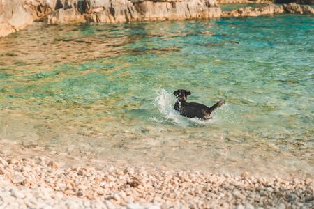 black wet labrador dog at rocky sea beach summer timeの写真素材