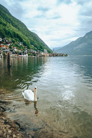 lovely couple swans at lake hallstatt city on background austria alps mountainsの写真素材