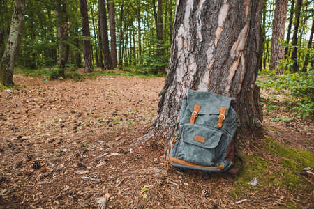 hiking backpack near tree in forestの写真素材