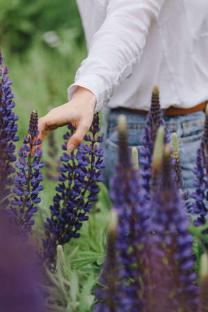 blooming lupines flowers in women handsの写真素材