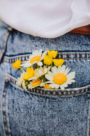 chamomile in woman back pocketの写真素材