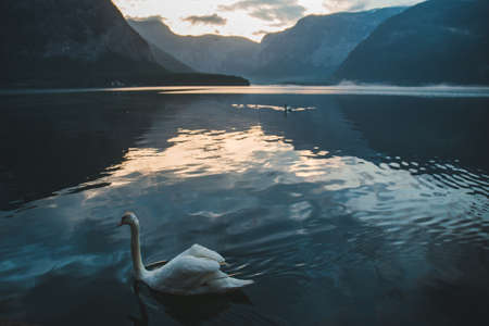 floating white swan in clear blue water close upの写真素材