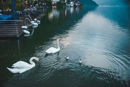 swans family in lake water close up love careの写真素材