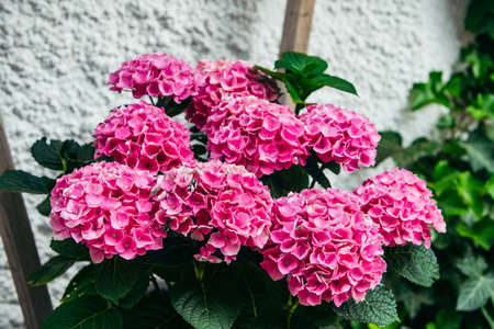 pink flower close up blooming time copy space