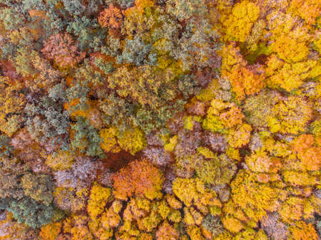 aerial view of autumn forest with yellow leaves treesの写真素材
