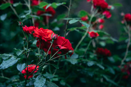 red roses bushes close up copy space