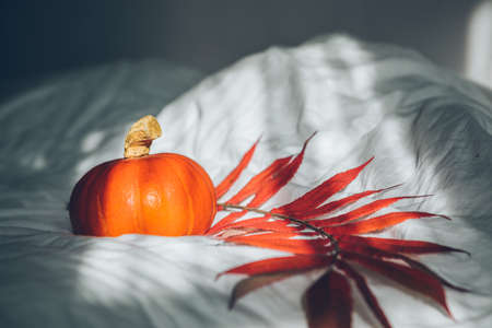 yellow pumpkin on white sheets. copy spaceの写真素材