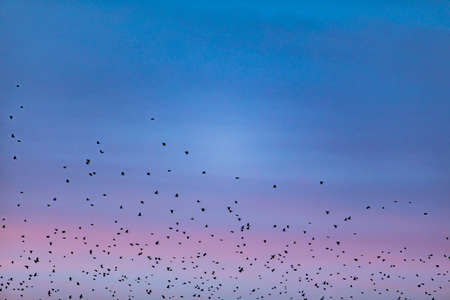 view of birds crowd in blue sky night skyの写真素材