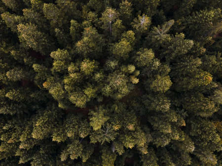 overhead top view of pine tree forest. copy space