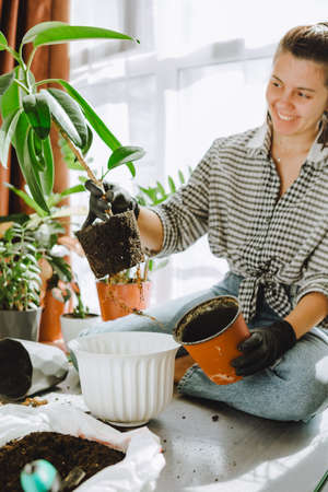 woman transplanting flowers in bigger pots at homeの写真素材