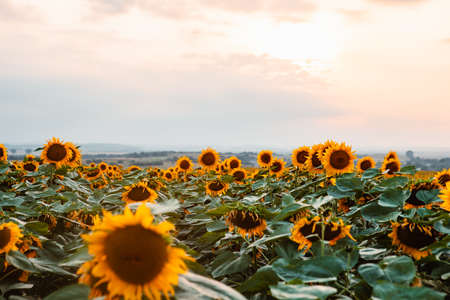 view of sunflowers field on sunset