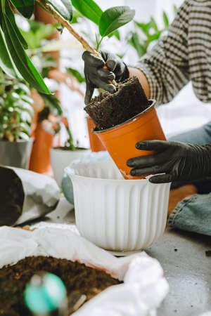 woman transplanting flowers in bigger pots at home. copy spaceの写真素材