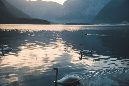 beautiful white swan bird at hallstatt sea lake on sunset alpine mountains on backgroundの写真素材