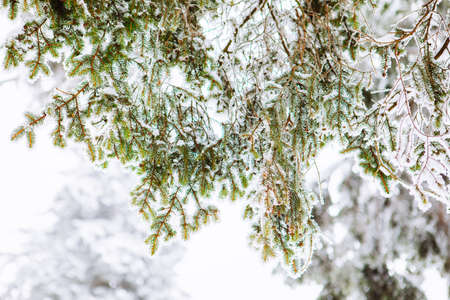 view of snowed pine tree close up copy spaceの写真素材