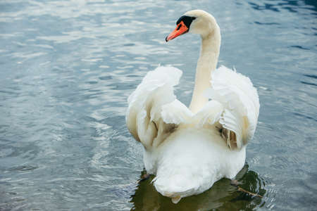 white swan swimming in blue lake waterの写真素材