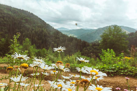 chamomiles flowers in front mountains on background. copy spaceの写真素材